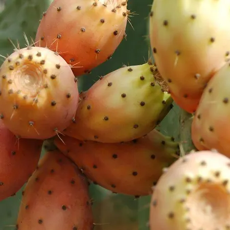 Casa La Sombrera Tenerife Santa Cruz de Tenerife
