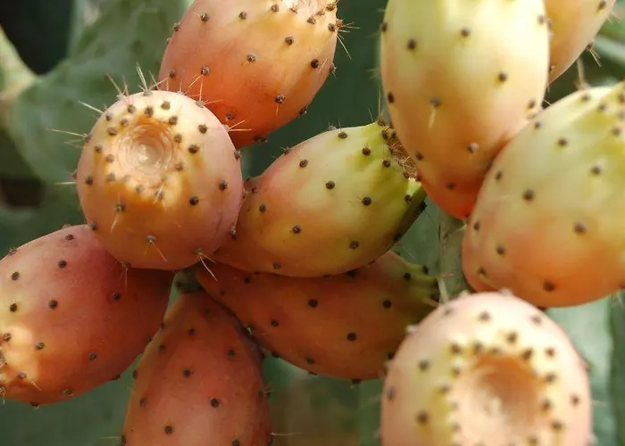 Casa La Sombrera Tenerife Santa Cruz de Tenerife